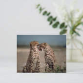Cheetah Couple Fotografie Postkarte (Stehend Vorderseite)