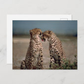 Cheetah Couple Fotografie Postkarte (Vorne/Hinten)
