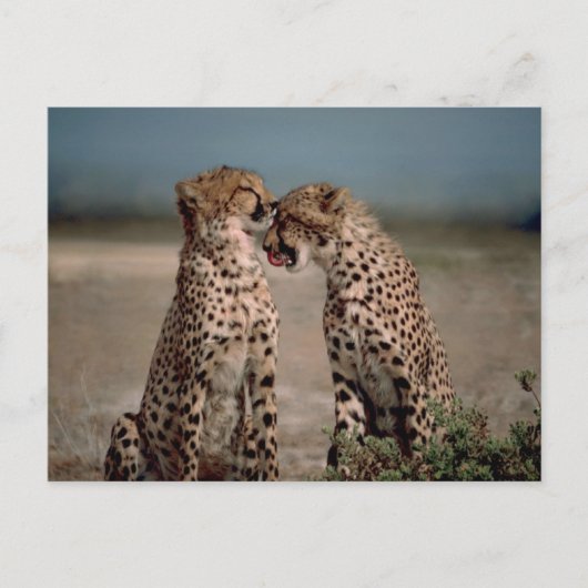 Cheetah Couple Fotografie Postkarte (Vorderseite)