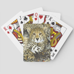 Cheetah Cub 2 Spielkarten