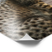 Cheetah Cub Acinonyx Jubatus Fotodruck (Ecke)