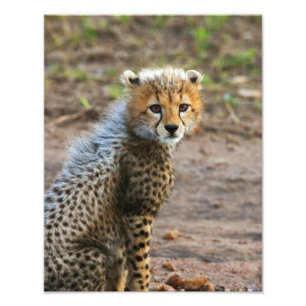 Cheetah Cub Acinonyx Jubatus Fotodruck