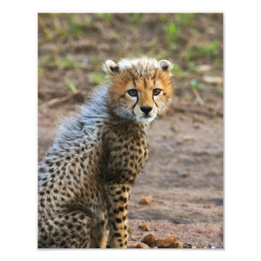 Cheetah Cub Acinonyx Jubatus Fotodruck (Vorne)