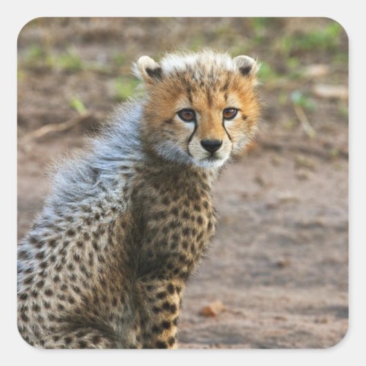 Cheetah Cub Acinonyx Jubatus Quadratischer Aufkleber (Vorderseite)