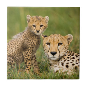 Cheetah Cub and Parque in Gras Fliese