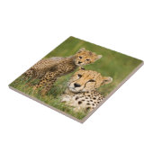 Cheetah Cub and Parque in Gras Fliese (Seite)