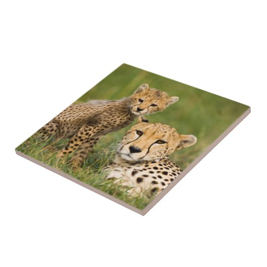 Cheetah Cub and Parque in Gras Fliese (Seite)