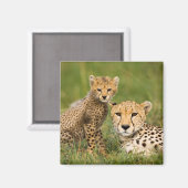 Cheetah Cub and Parque in Gras Magnet (Vorderseite/Rückseite)