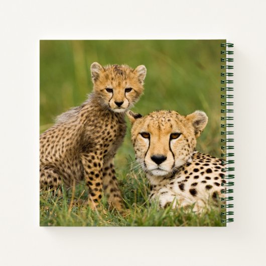 Cheetah Cub and Parque in Gras Notizblock (Rückseite)