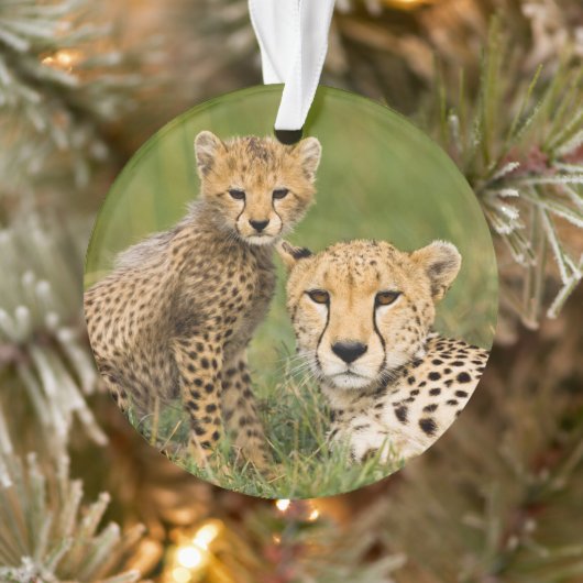 Cheetah Cub and Parque in Gras Ornament (Baum)