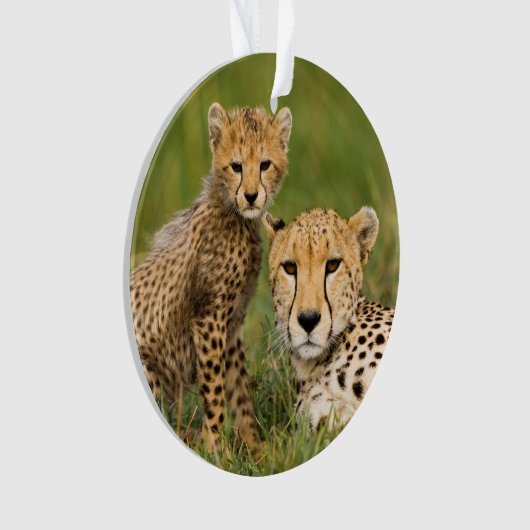 Cheetah Cub and Parque in Gras Ornament (Vorderseite)