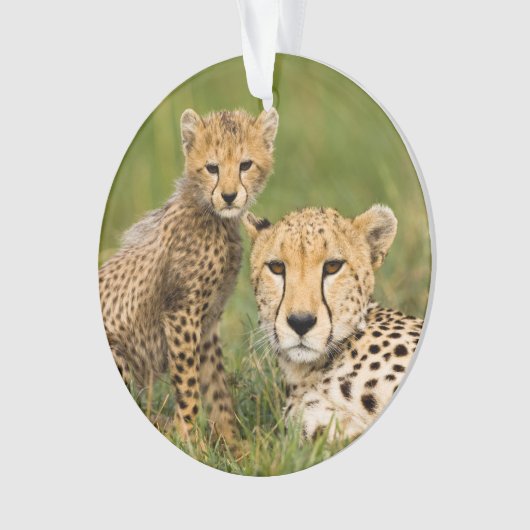 Cheetah Cub and Parque in Gras Ornament (Vorderseite)