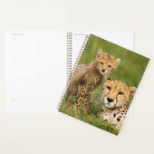 Cheetah Cub and Parque in Gras Planer (Anzeige)