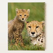 Cheetah Cub and Parque in Gras Planer (Rückseite)