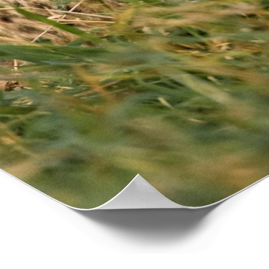 Cheetah Cub and Parque in Gras Poster (Ecke)