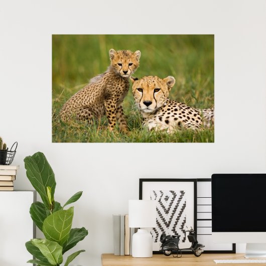 Cheetah Cub and Parque in Gras Poster (Heimbüro)