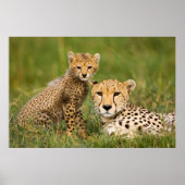 Cheetah Cub and Parque in Gras Poster (Vorne)