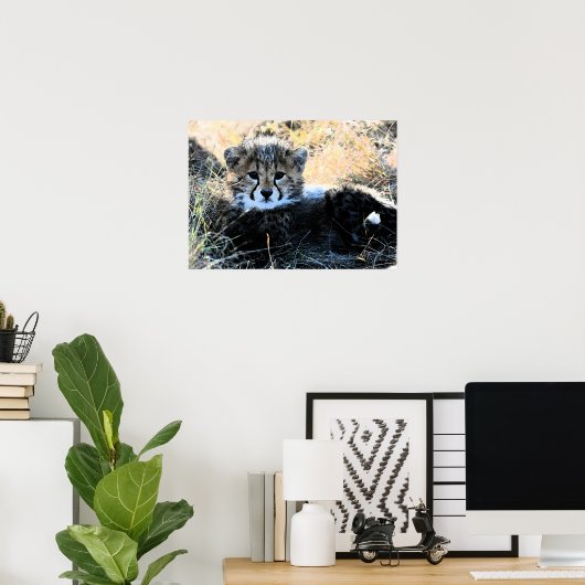 Cheetah cub Leinwand Poster (Heimbüro)