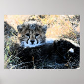 Cheetah cub Leinwand Poster (Vorne)