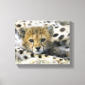 Cheetah Cub Leinwanddruck (Vorderseite)
