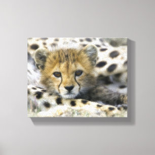 Cheetah Cub Leinwanddruck