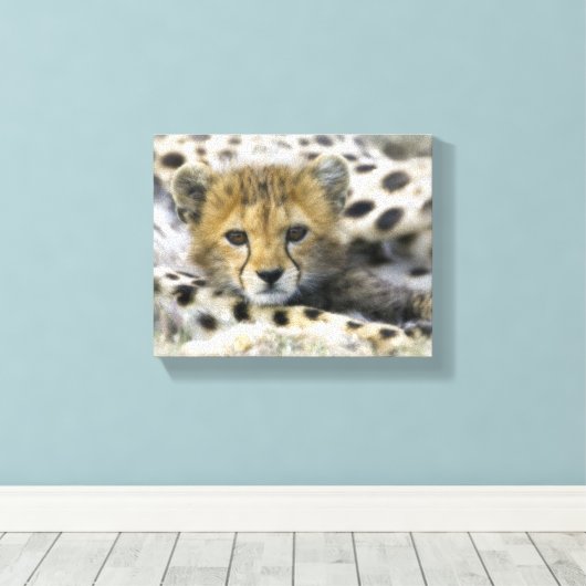 Cheetah Cub Leinwanddruck (Insitu (Holzboden))