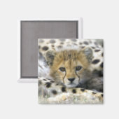 Cheetah Cub Magnet (Vorderseite/Rückseite)