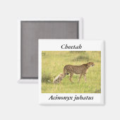 Cheetah & cub Magnet (Vorderseite/Rückseite)