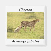 Cheetah & cub Magnet (Vorne)