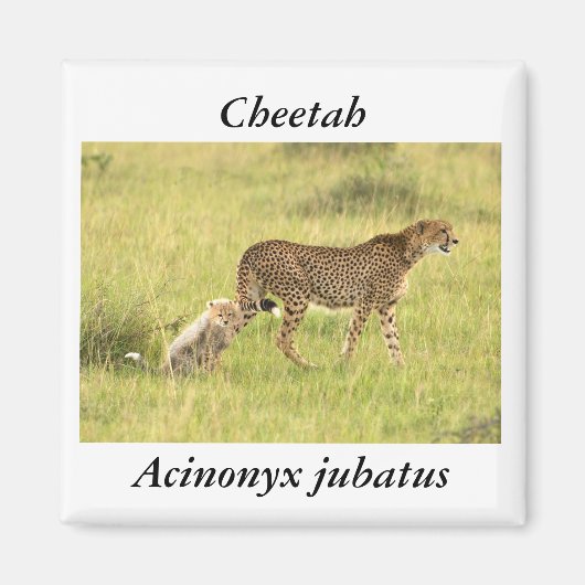 Cheetah & cub Magnet (Vorne)