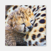 Cheetah Cub Magnet (Vorne)