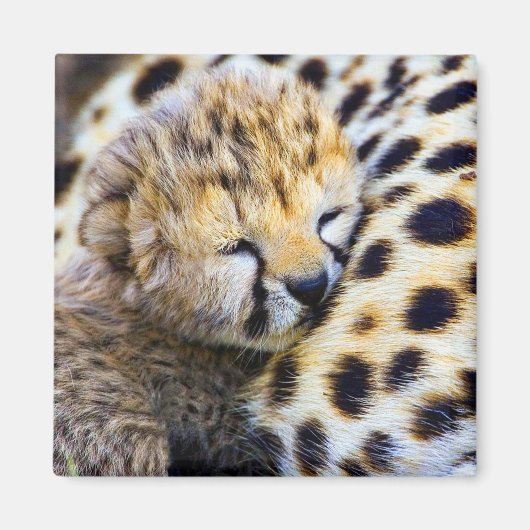 Cheetah Cub Magnet (Vorne)