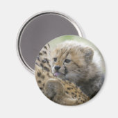 Cheetah Cub mit Mama Magnet (Vorderseite/Rückseite)