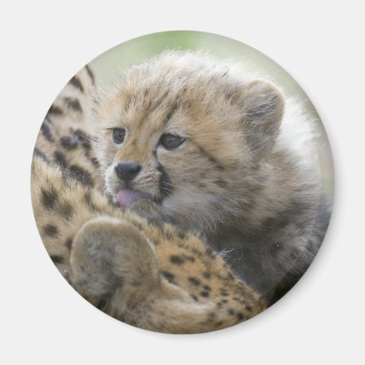 Cheetah Cub mit Mama Magnet (Vorne)