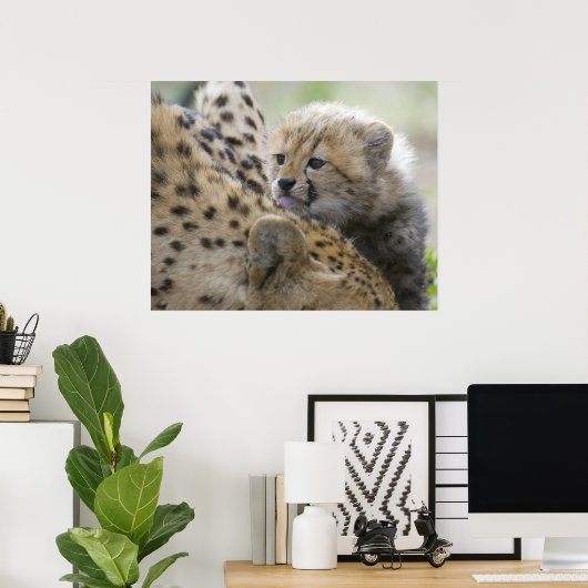 Cheetah Cub mit Mama Poster (Heimbüro)