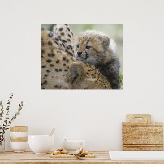 Cheetah Cub mit Mama Poster (Küche)