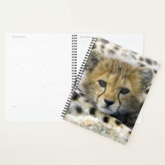 Cheetah Cub Planer (Anzeige)