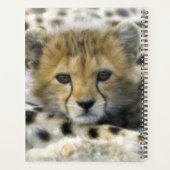 Cheetah Cub Planer (Rückseite)