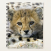 Cheetah Cub Planer (Vorderseite)