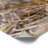 Cheetah Cub Poster (Ecke)