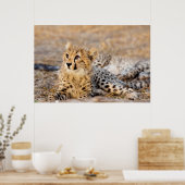 Cheetah Cub Poster (Küche)