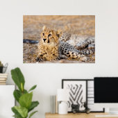Cheetah Cub Poster (Heimbüro)