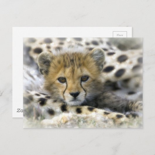 Cheetah Cub Postkarte (Vorne/Hinten)