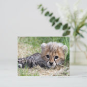 Cheetah cub postkarte (Stehend Vorderseite)