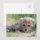 Cheetah cub postkarte (Vorne/Hinten)