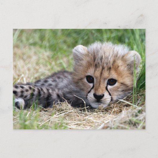 Cheetah cub postkarte (Vorderseite)