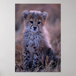 Cheetah Cub   Savannah, Kenia Poster