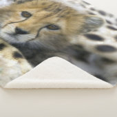 Cheetah Cub Sherpadecke (3/4)