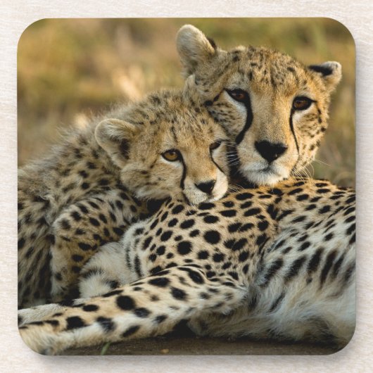 Cheetah Cub Snuggling mit seiner Mama Getränkeuntersetzer (Vorderseite)
