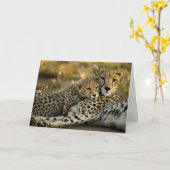 Cheetah Cub Snuggling mit seiner Mama Karte (Gelbe Blume)